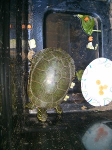 The turtle in its taller, sturdier box.