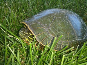 Our new friend chilling in the grass at our nearby park.