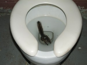 Here is a picture of the second craziest thing I have seen in a campsite bathroom. This squirrel was drowned in the toilet.